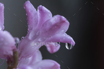 Closeup of purple flowers with dew-covered petals