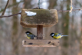 Two birds perched on a wooden bird feeder. Parus major