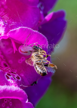 Honeybee caught by a spider on a bright purple flower
