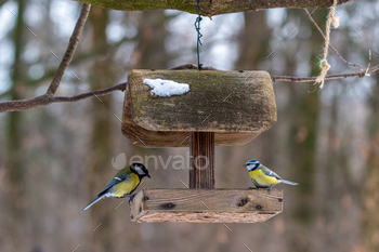 Two birds perched on a wooden bird feeder. Parus major and Cyanistes caeruleus