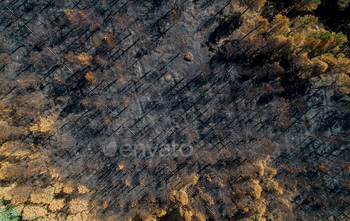 drone aerial view of a forest burnt by forest fire