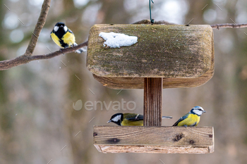 Small bird perched on bird feeder surrounded by other birds