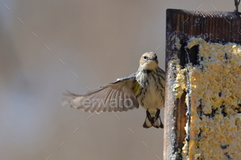 a bird opening its wings while feeding from a bird feeder