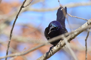 a purple bird is sitting on top of a tree branch