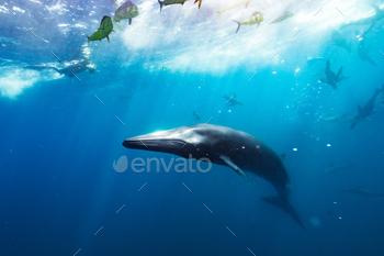 the baby whale is swimming under the water in clear blue water