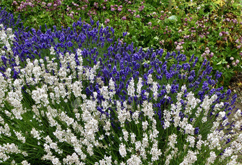 Purple and white lavenders in an English garden.