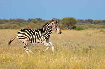 Plains zebra running in grassland