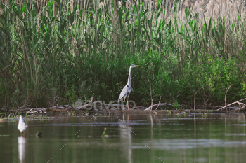 Gray heron in the Danube Delta, Romania