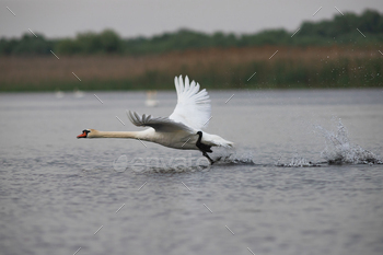 The Mute swan, Cygnus olor is a species of swan and a member of the waterfowl family Anatidae.