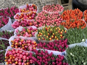 Tulips in the market