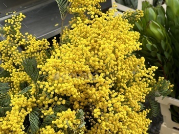 Yellow mimosa flowers in the garden