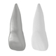 Human Upper Left Central Incisor Tooth - 3DOcean Item for Sale