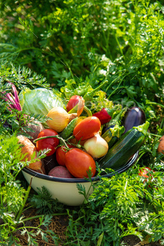 Harvest vegetables in the garden. selective focus.