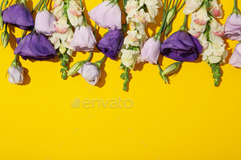 Beautiful purple flowers on a yellow background