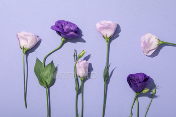 Beautiful, fresh flowers on a purple background.