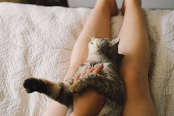 The relationship between a cat and a person. The girl's hands caress the cat.