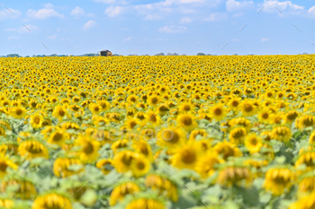 a field of blooming sunflower.