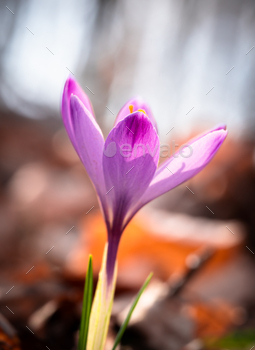 a single purple flower in the middle of leaves and grass