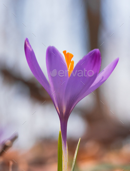 a purple flower in the middle of fall with green leaves