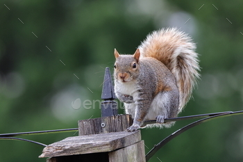 Eastern gray squirrel on a wooden pole