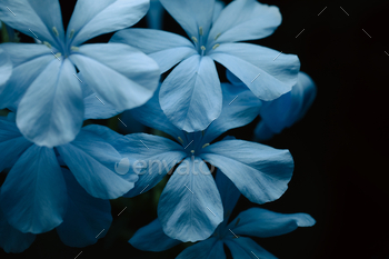 Blue plumagos on black background with altered color