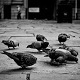 Street Ambience with Pigeons - AudioJungle Item for Sale