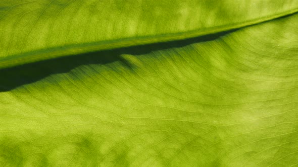 Details and texture of  Alocasia odora leaves  4K 2160p 30fps UltraHD footage - Giant upright elepha