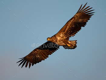 White-tailed eagle (haliaeetus albicilla)