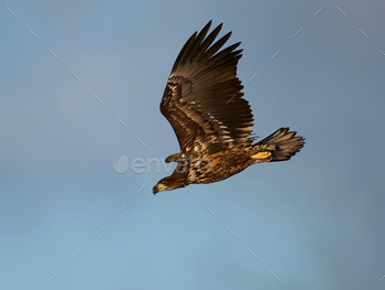 White-tailed eagle (haliaeetus albicilla)