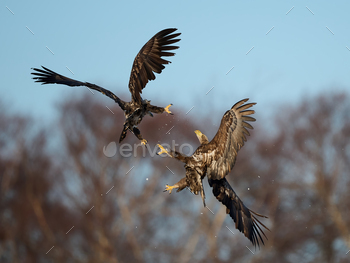 White-tailed eagle (haliaeetus albicilla)