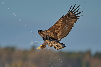 White-tailed eagle (haliaeetus albicilla)