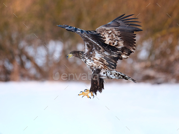 White-tailed eagle (haliaeetus albicilla)