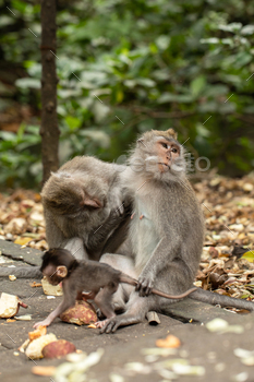 A family of primates sitting together in the forest. Forest of Monkeys in Ubud, Bali