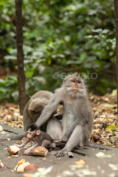 A family of primates sitting together in the forest. Forest of Monkeys in Ubud, Bali