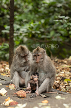 A family of primates sitting together in the forest. Forest of Monkeys in Ubud, Bali