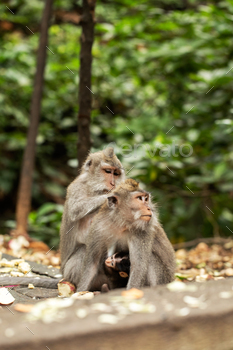 A family of primates sitting together in the forest. Forest of Monkeys in Ubud, Bali