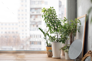 Potted plants on window sill