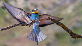 Bee-eater