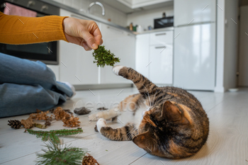 Woman playing with cat using moss at home, cat touching plant paw lying on floor.