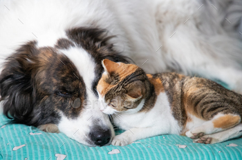 cute little dog and cat in bed