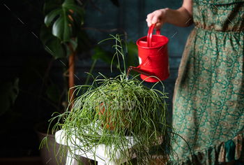 woman watering flowers with red watering can