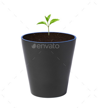 Young plant in pot