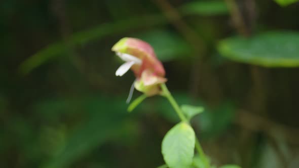 Forest Flower delicate Macro 21