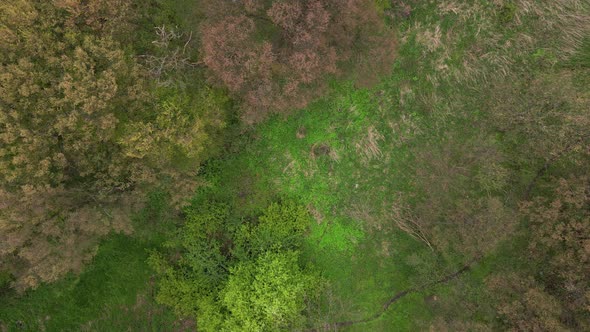 Aerial View of Spring Green Forest Nature Panorama