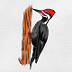 Woodpecker