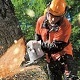 Chainsaw Cutting Trees Falling