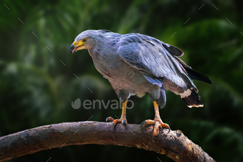 Chaco Eagle (Buteogallus coronatus) - Bird of Prey