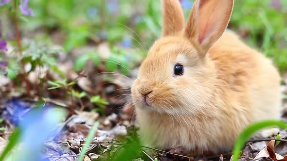 Young Fluffy Easter Red Bunny Animal Sits on Blooming Spring Meadow