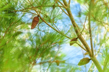Cone on conifer tree, selective focus