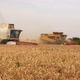 Wheat Harvesting on Field in Summer Season - VideoHive Item for Sale